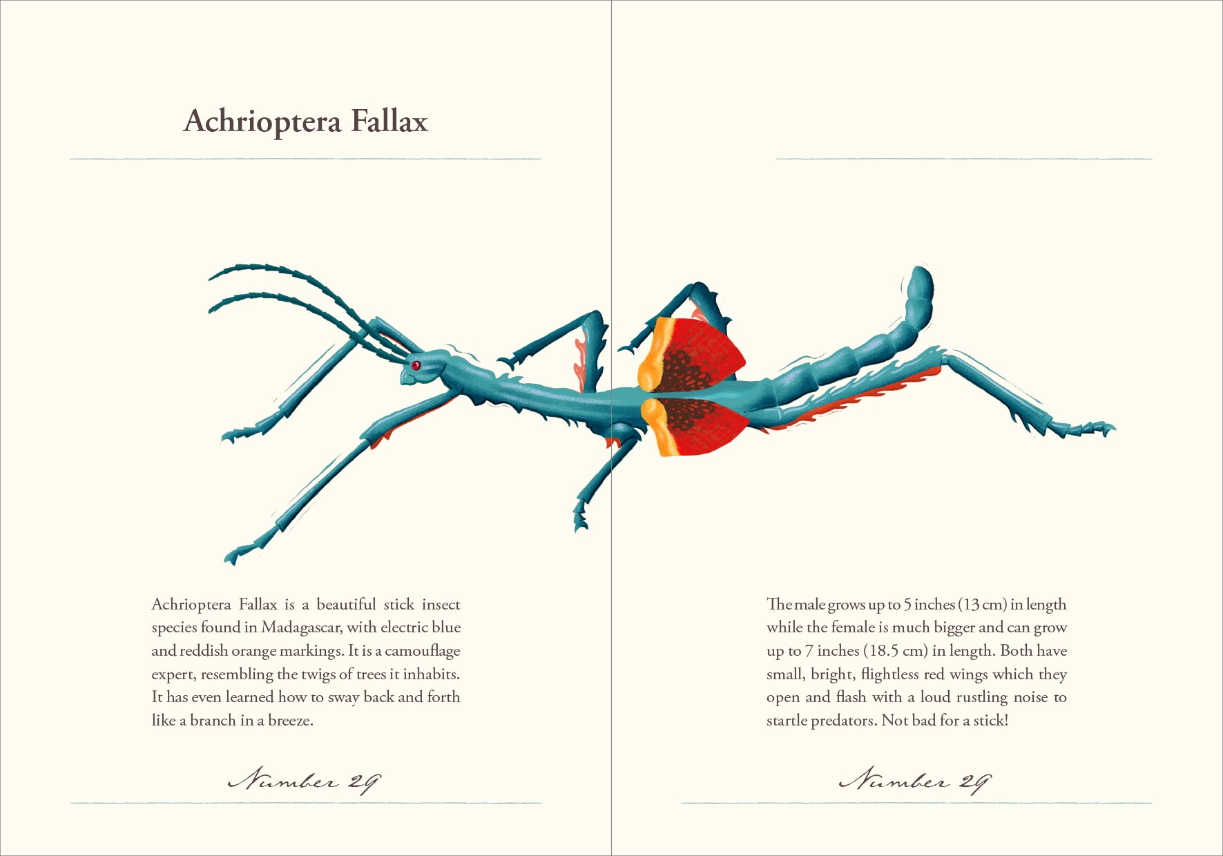The Perfect Insect Encyclopedia of Amazing Insects – Hello Moppet