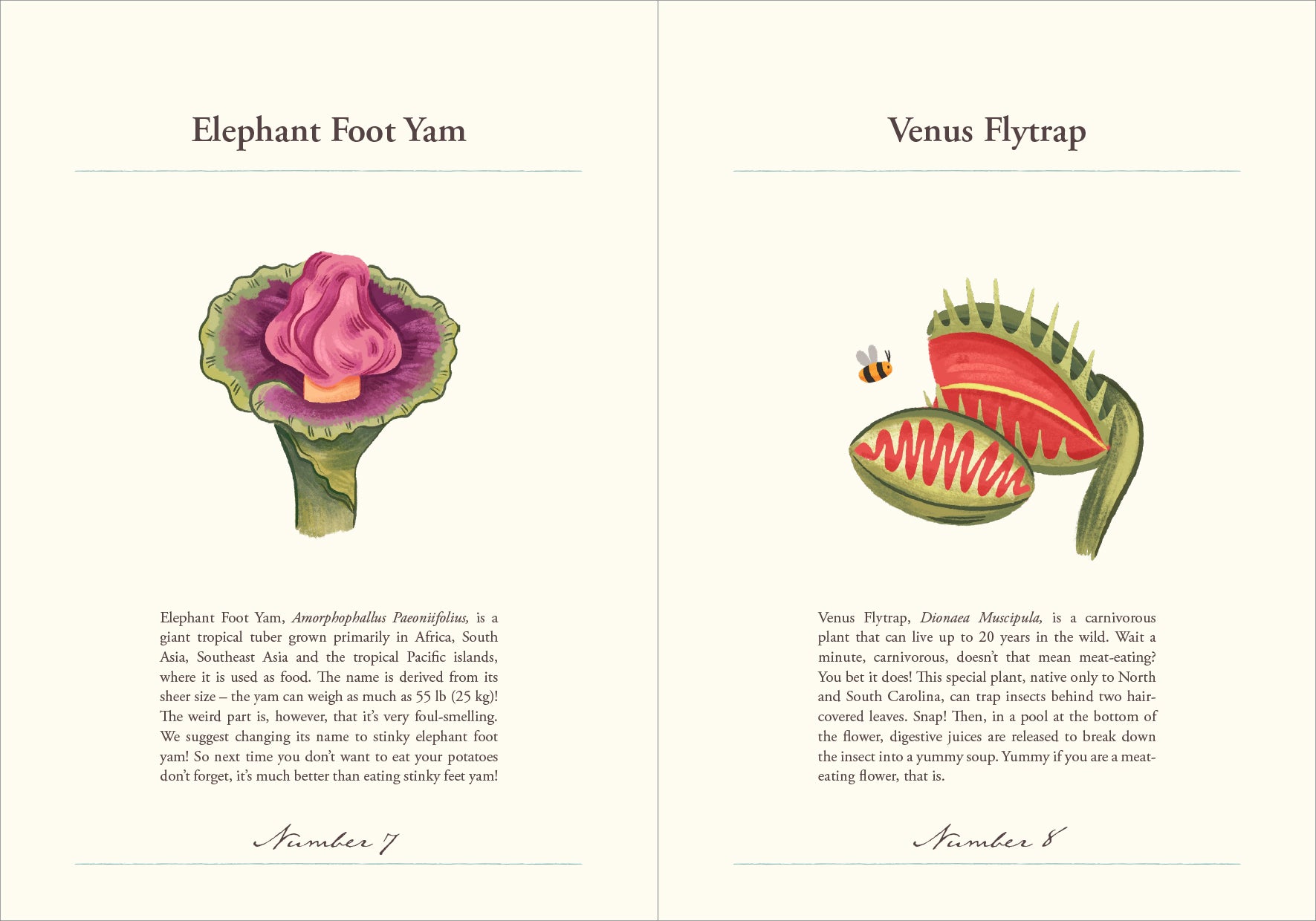 pocket encyclopedia of indoor plants Encyclopedia of Strangely Named Plants – Hello Moppet