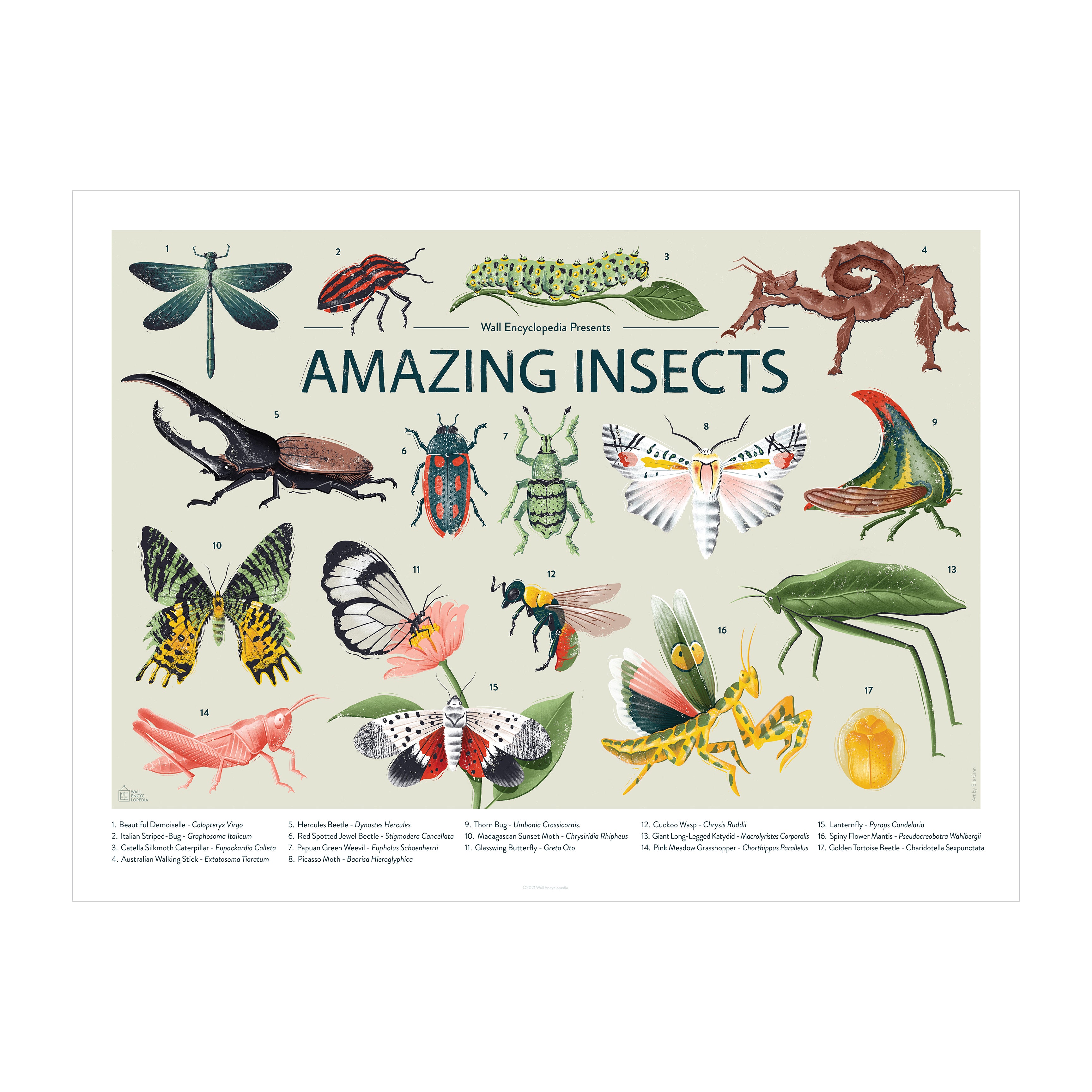 Amazing Insects Poster 2 – Hello Moppet